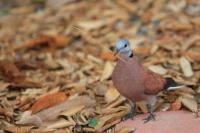 Streptopelia tranquebarica