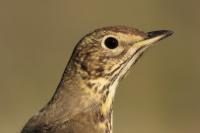 Turdus viscivorus