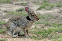 Indian hare