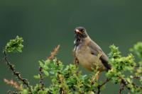 Turdus falcklandii