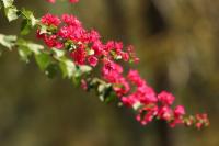 Thailand flora