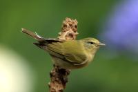 Leiothlypis peregrina