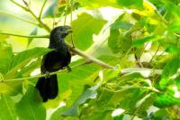 Crotophaga sulcirostris