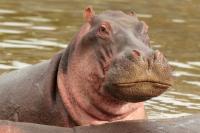 Common hippopotamus