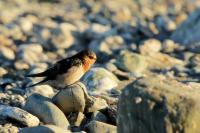 Hirundo neoxena