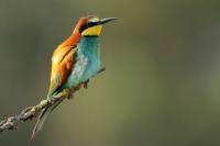 Merops apiaster