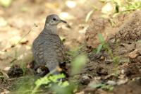 Columbina inca