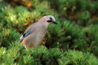 Garrulus glandarius atricapillus