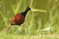 Jacana spinosa