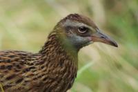 Gallirallus australis