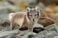 Arctic fox