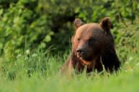 Brown bear