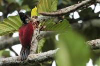 Chrysocolaptes stricklandi