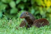 Banded mongoose