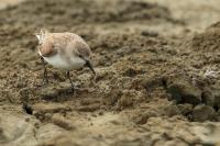 Calidris ruficollis