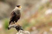 Caracara plancus