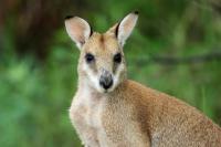 Agile wallaby