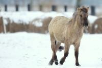 Polish primitive horse