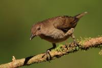 Turdus plebejus