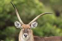 Waterbuck