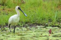 Platalea regia