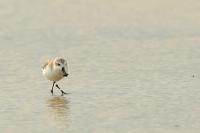 Calidris pygmaea