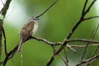 Cuculus pallidus