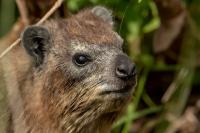 Bush hyrax