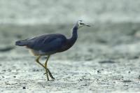 Egretta novaehollandiae