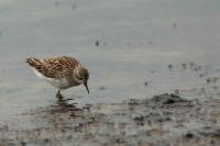 Calidris subminuta