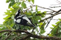 Grallina cyanoleuca