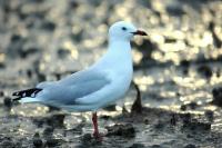 Larus novaehollandie