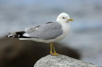 Larus canus