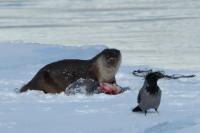 Eurasian otter