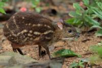 Yellow-striped chevrotain