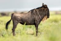 Blue wildebeest