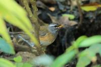 Turdus obscurus