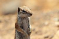 Barbary ground squirrel