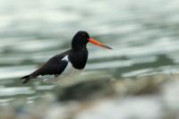 Haematopus longirostris