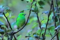 Chlorophonia callophrys