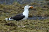 Larus marinus