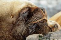 South American sea lion