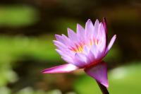 Sri Lanka - Flowers