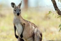 Eastern grey kangaroo