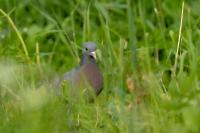 Columba oenas