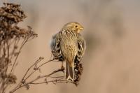 Emberiza calandra