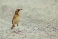 Anthus rufulus