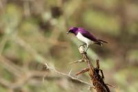 Cinnyricinclus leucogaster