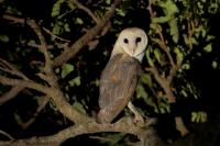 Tyto alba