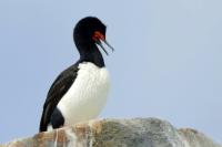 Phalacrocorax magellanicus